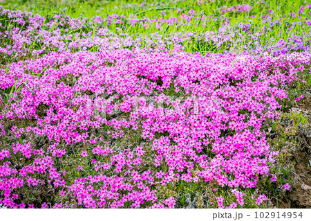北海道　津別町の双子の桜 102914954