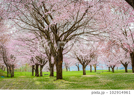 北海道　津別町の双子の桜 102914961