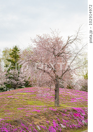 北海道　津別町の双子の桜 102914972