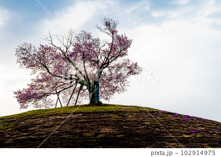 北海道　津別町の双子の桜 102914975