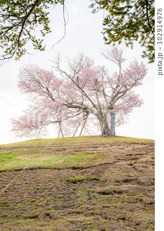 北海道　津別町の双子の桜 102914976