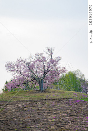 北海道 津別町の双子の桜 北海道 津別町の双子の桜 102914979