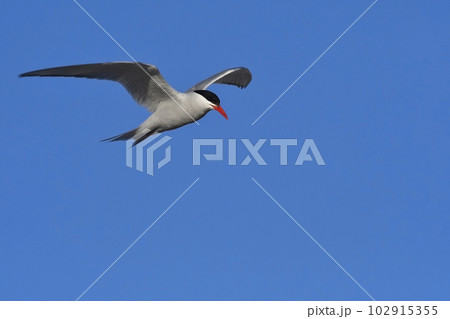Tern in flight, Peninsula Valdes,Patagonia Argentina. 102915355