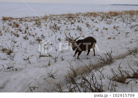 北海道　野付半島　エゾシカ 102915709