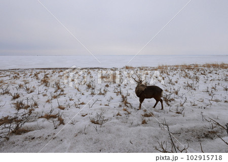 北海道　野付半島　エゾシカ 102915718