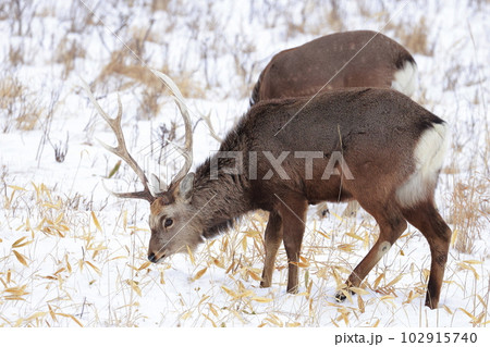 北海道　野付半島　エゾシカ 102915740