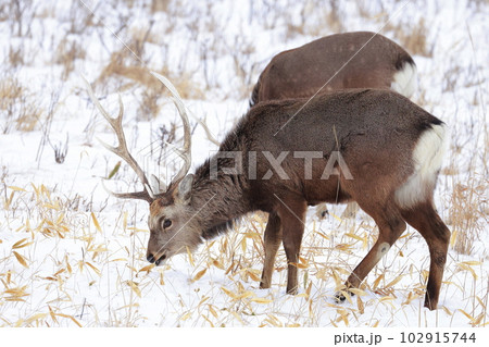 北海道　野付半島　エゾシカ 102915744