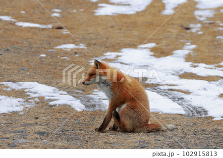 北海道　野付半島　きつね　狐 102915813