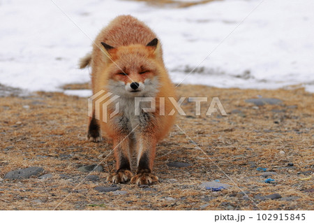 北海道　野付半島　きつね　狐 102915845