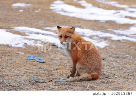 北海道　野付半島　きつね　狐 102915867
