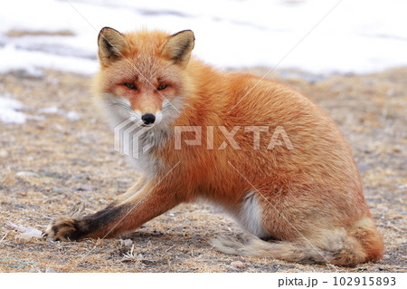 北海道　野付半島　きつね　狐 102915893