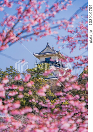 (静岡県)掛川桜が咲いた掛川城・天守閣 (静岡県)掛川桜が咲いた掛川城・天守閣 102916704
