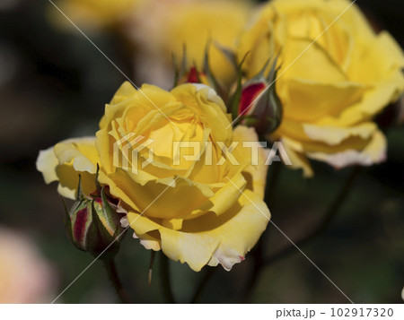 植物園に咲く薔薇の花『トロピカルシャーベット』 植物園に咲く薔薇の花『トロピカルシャーベット』 102917320