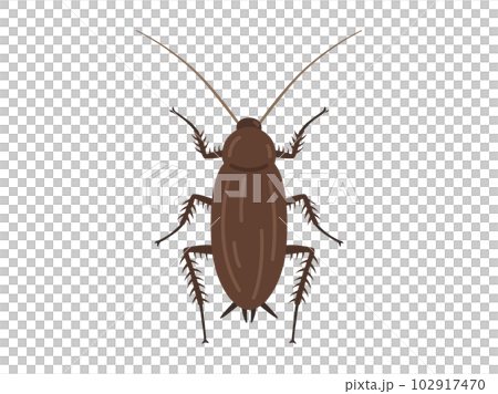 Illustration of a brown cockroach 102917470