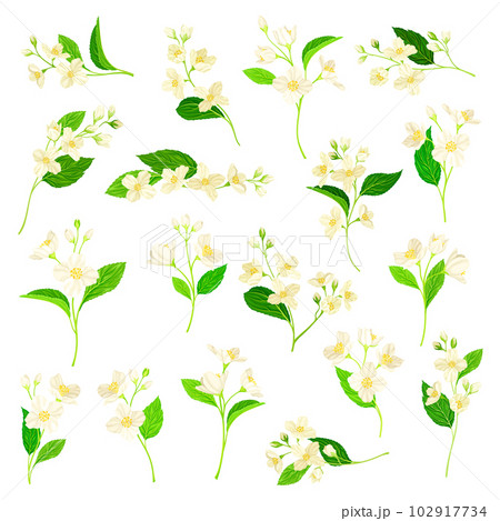 Jasmine Plant Species with Fragrant White Flowers and Pinnate Leaves Big Vector Set Jasmine Plant Species with Fragrant White Flowers and Pinnate Leaves Big Vector Set 102917734