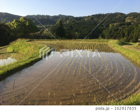 晩春朝の大山千枚田、棚田に植えられた稲の列と水面の山影 晩春朝の大山千枚田、棚田に植えられた稲の列と水面の山影 102917835