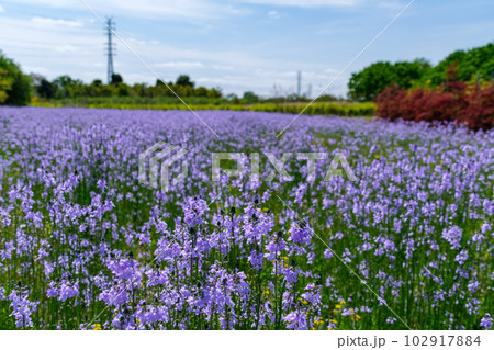 畑の花びら 畑の花びら 102917884