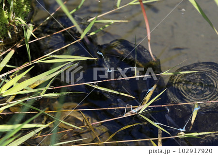 ホソミイトトンボのタンデム飛行 102917920