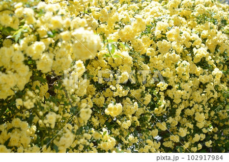 満開の黄色いモッコウバラの花 満開の黄色いモッコウバラの花 102917984