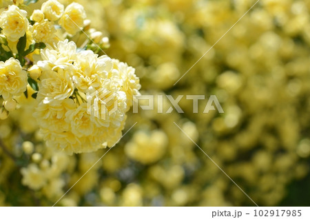 満開の黄色いモッコウバラの花 102917985