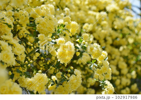 満開の黄色いモッコウバラの花 102917986