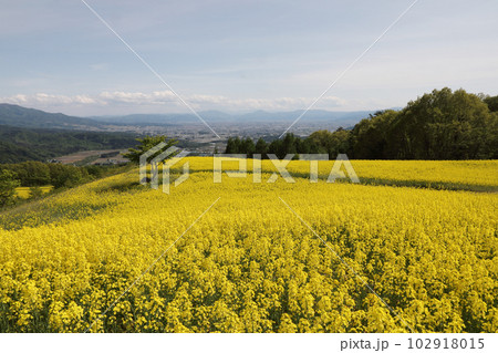 三ノ倉高原菜の花畑 三ノ倉高原菜の花畑 102918015