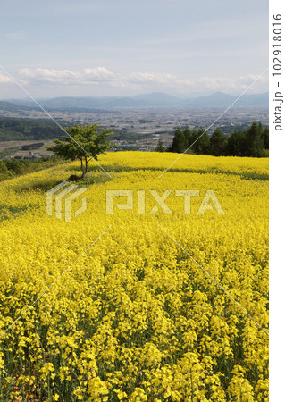 三ノ倉高原菜の花畑 102918016
