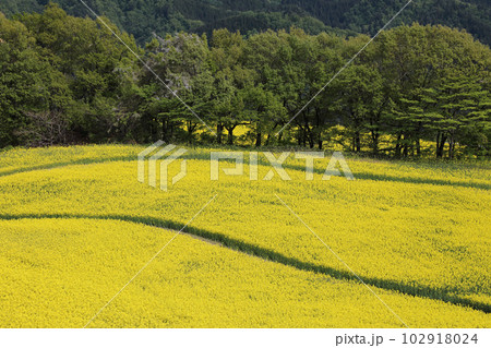 三ノ倉高原菜の花畑 三ノ倉高原菜の花畑 102918024