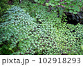 楓の葉　新緑 102918293