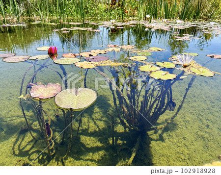 Blooming nymphea in the pond (Lat. - nymphaea caerulea) Blooming nymphea in the pond (Lat. - nymphaea caerulea) 102918928