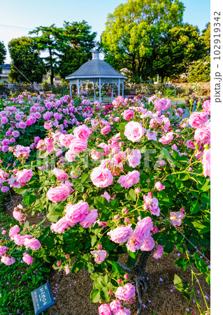 ピンクの薔薇とガゼボ(縦) ピンクの薔薇とガゼボ(縦) 102919342