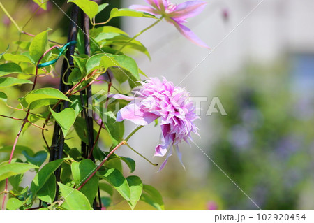 クレマチスの花　ジョセフィーヌ 102920454