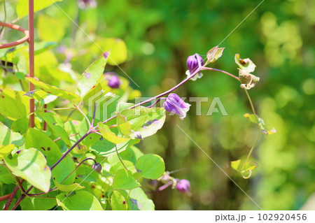 クレマチスの花　群青の君 102920456