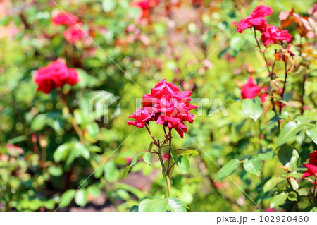初夏の薔薇 ロブロイ 初夏の薔薇 ロブロイ 102920460