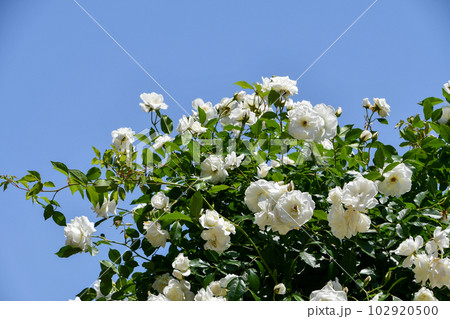 バラ「アイスバーグ」 102920500