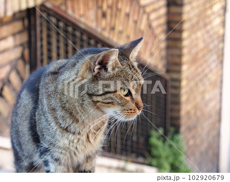 ねこローマにて 102920679