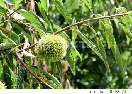 枝になってる若い栗の実 102920733