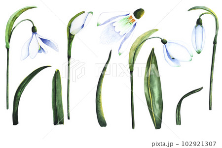 Watercolor snowdrops. Botanical illustration of...のイラスト素材 [102921307 ...