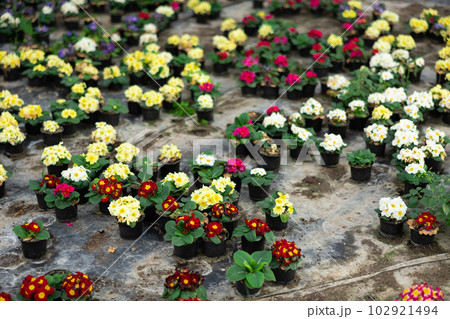 Young woman worker sitting down and looking to the pot of primrose in greenhouse 102921494