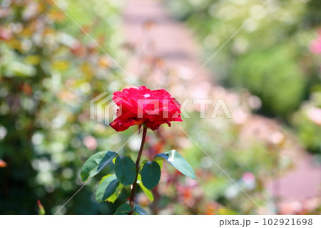 初夏の薔薇　ドゥフトボル 102921698