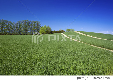 赤麦の丘の新緑のタクネ小麦と防風林 102921790