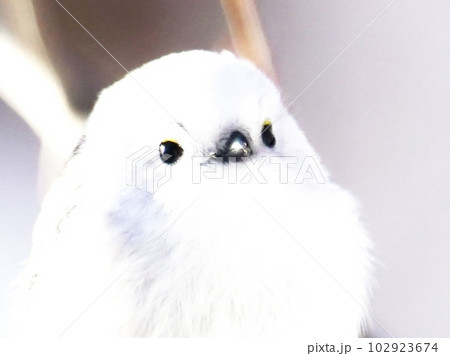 可愛いシマエナガ 可愛いシマエナガ 102923674