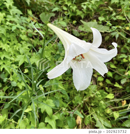 環境省から積極的に育てないようにと言われている、特殊外来生物、タカサゴユリの写真 102923732