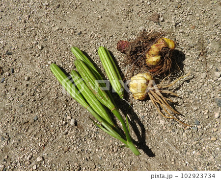 環境省から積極的に育てないようにと言われている、特殊外来生物、タカサゴユリの駆除の画像 102923734