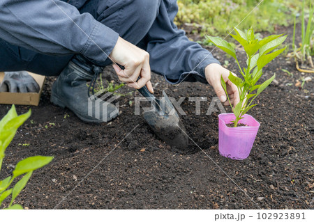 家庭菜園でシシトウの苗を植える人 家庭菜園でシシトウの苗を植える人 102923891