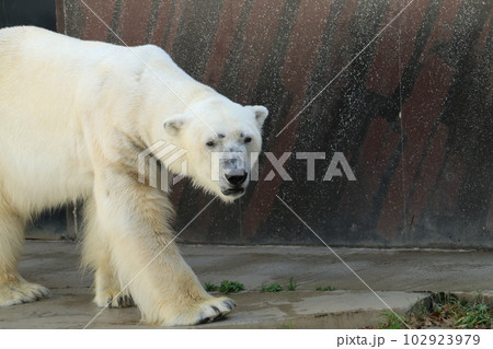 歩く歩くホッキョクグマ 102923979