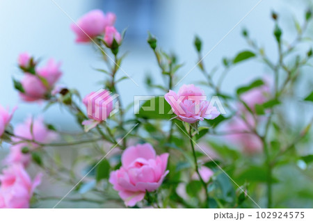 横浜市 山下公園のバラの花 横浜市 山下公園のバラの花 102924575
