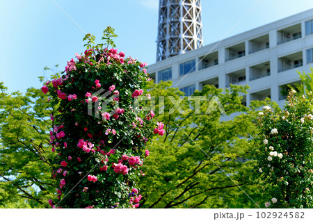 横浜市　山下公園のバラの花 102924582
