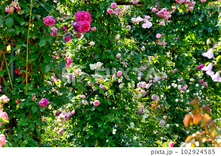 横浜市 山下公園のバラの花 横浜市 山下公園のバラの花 102924585