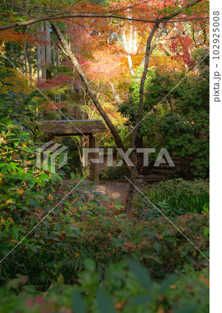 京都北山の常照寺の紅葉 白馬観音への御門のもみじ 京都北山の常照寺の紅葉 白馬観音への御門のもみじ 102925008